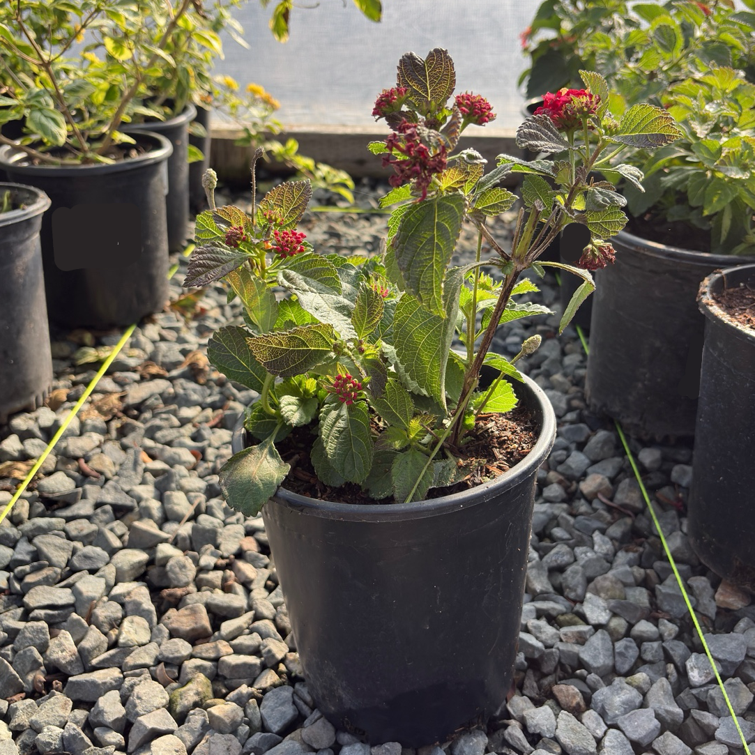 Irene Bush Lantana