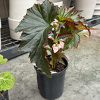 Irene Nuss Begonia