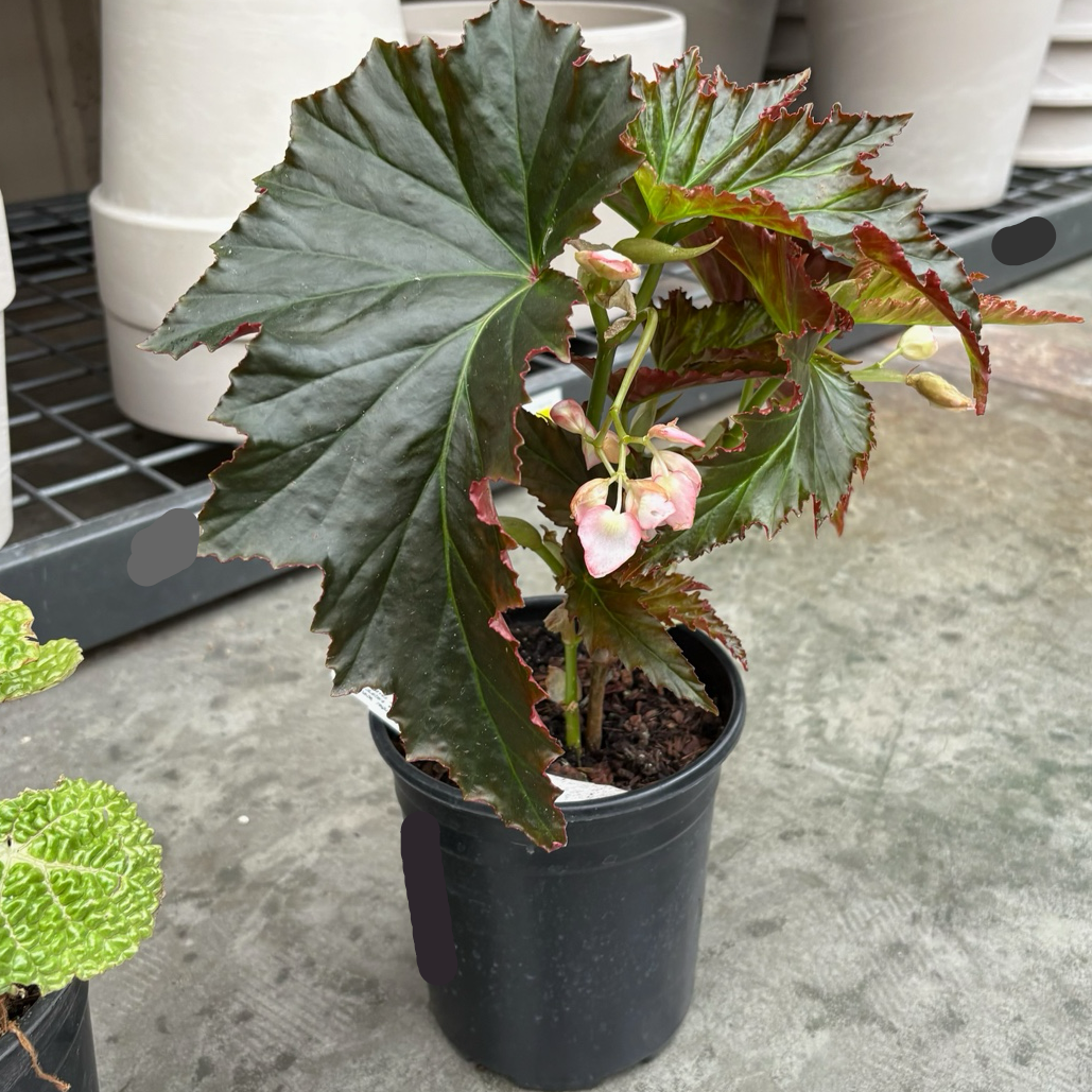 Irene Nuss Begonia
