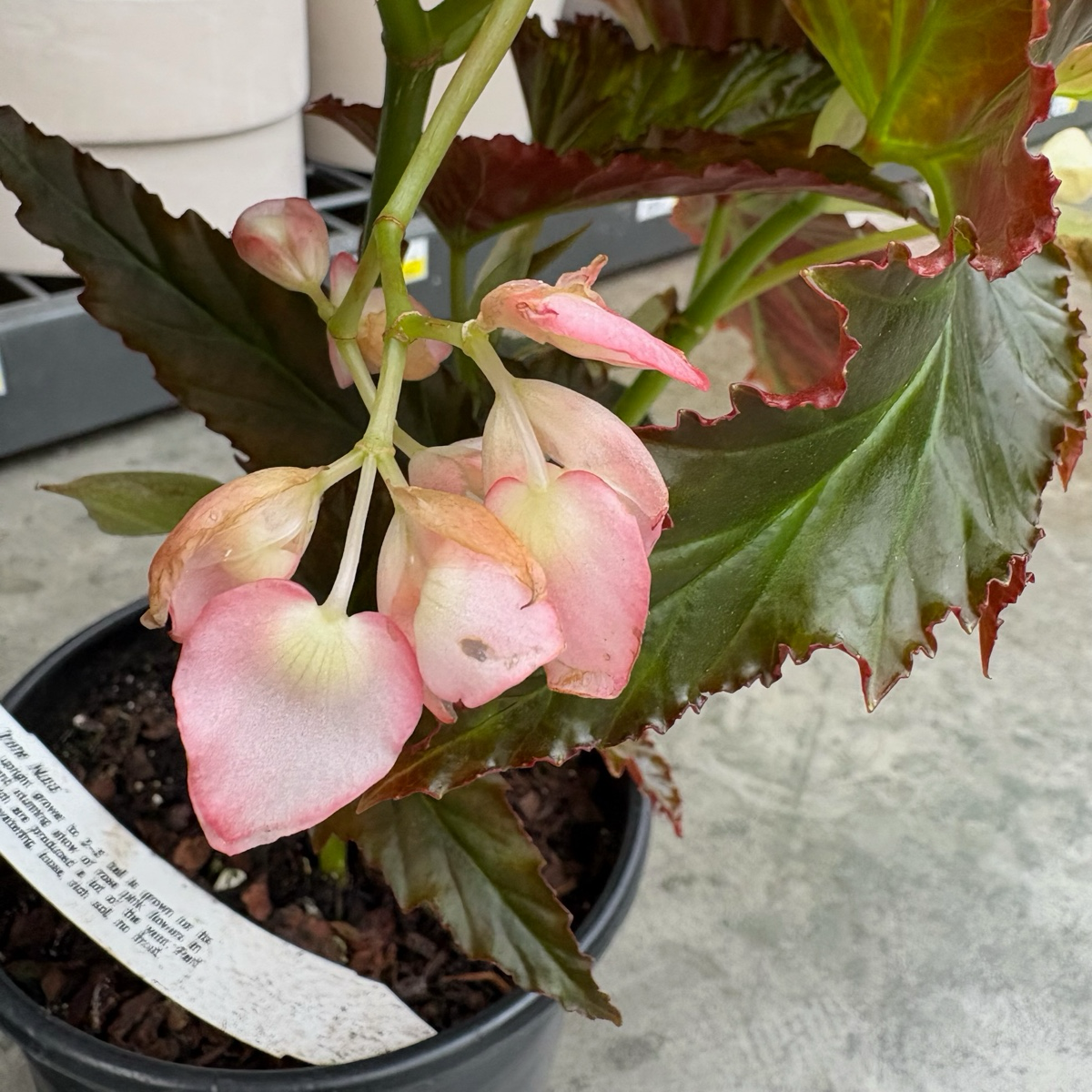 a plant nursery is having a sale. potted begonias Irene Nuss Begonia
