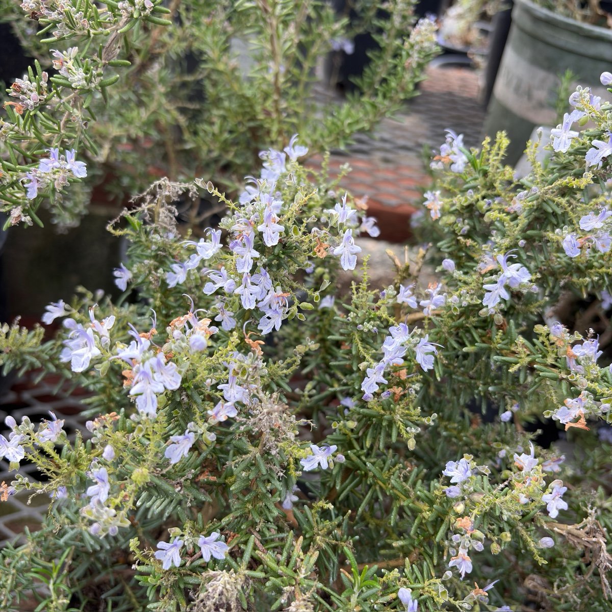 Irene Rosemary (Rosmarinus officinalis 'Irene') | Trailing Ground