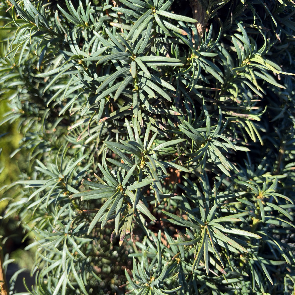 Irish Yew