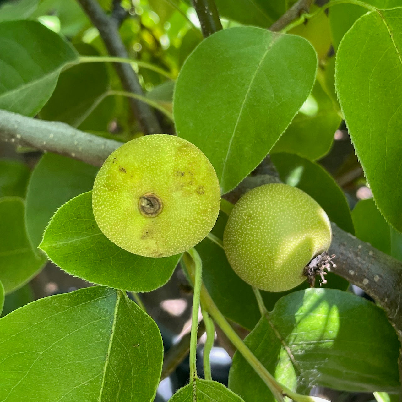 Ishiiwase Asian Pear