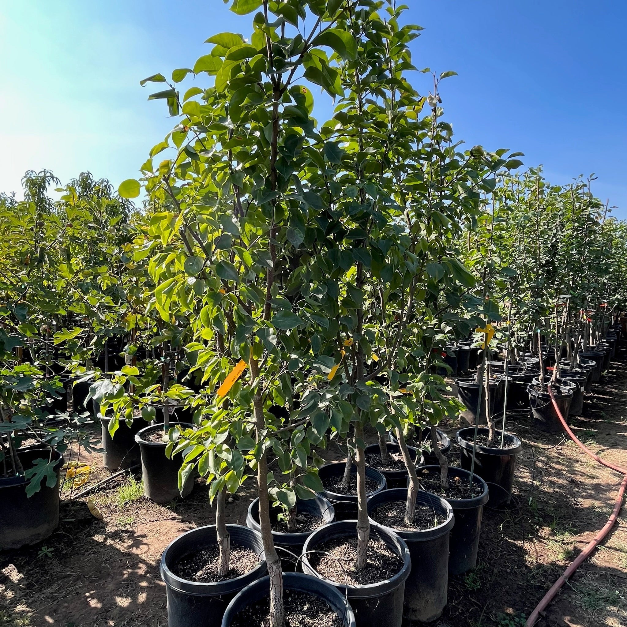 Ishiiwase Asian Pear