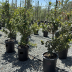 Island Oak