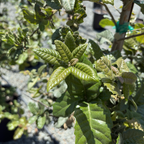 Island Oak