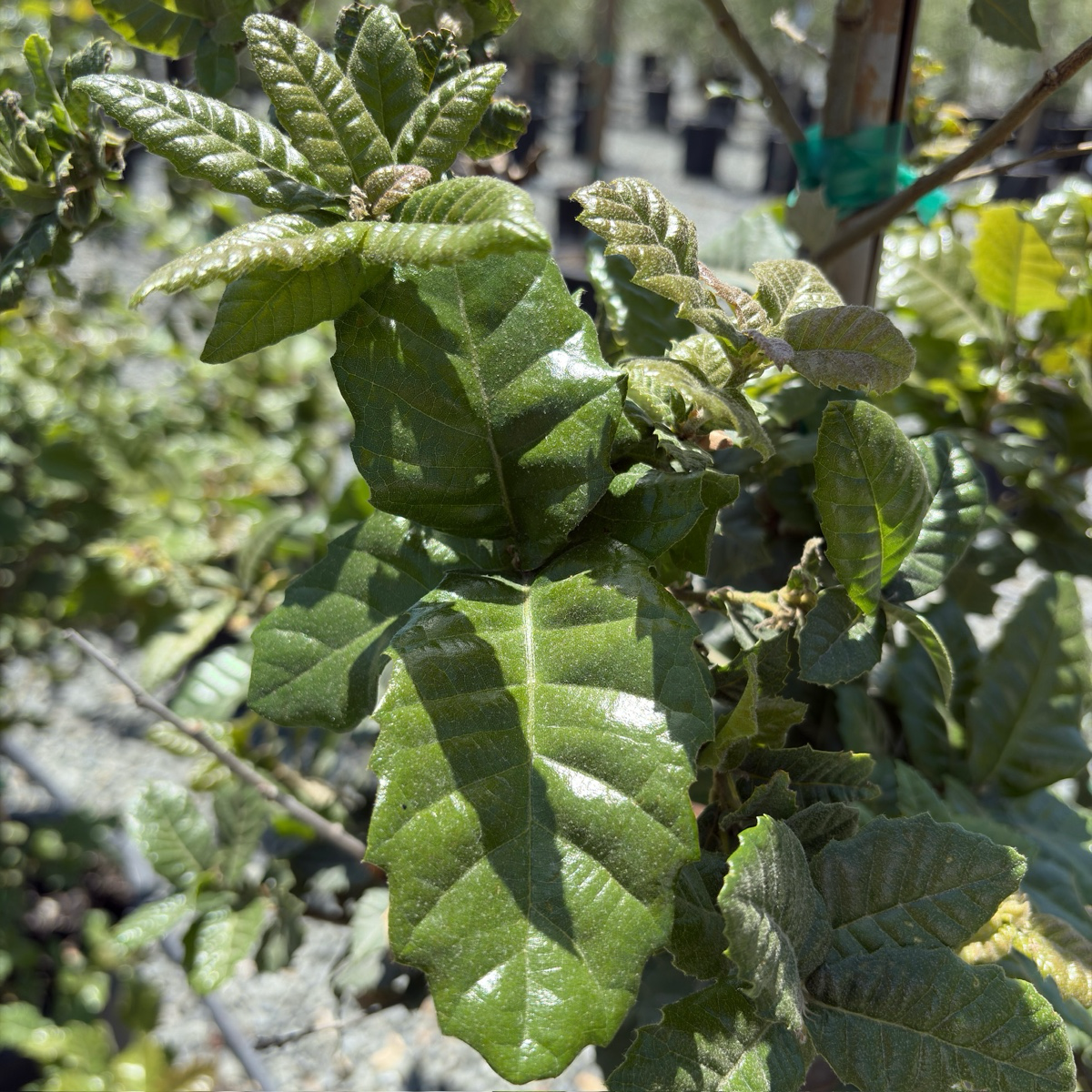 Island Oak