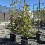 Island Oak