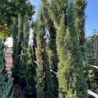 Italian Cypress