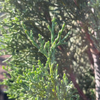 Italian Cypress