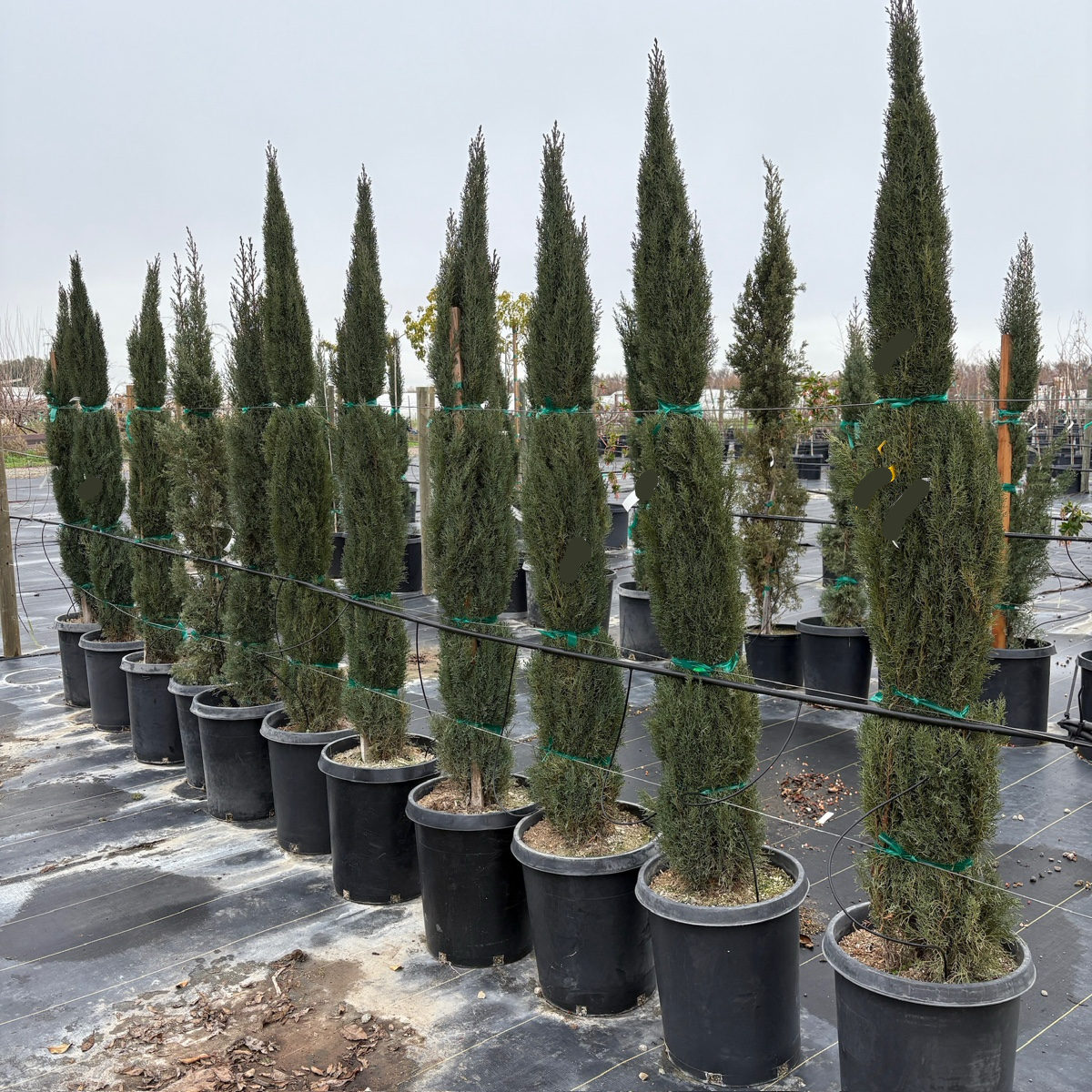 Italian Cypress