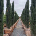 Italian_Cypress
