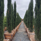 Italian_Cypress