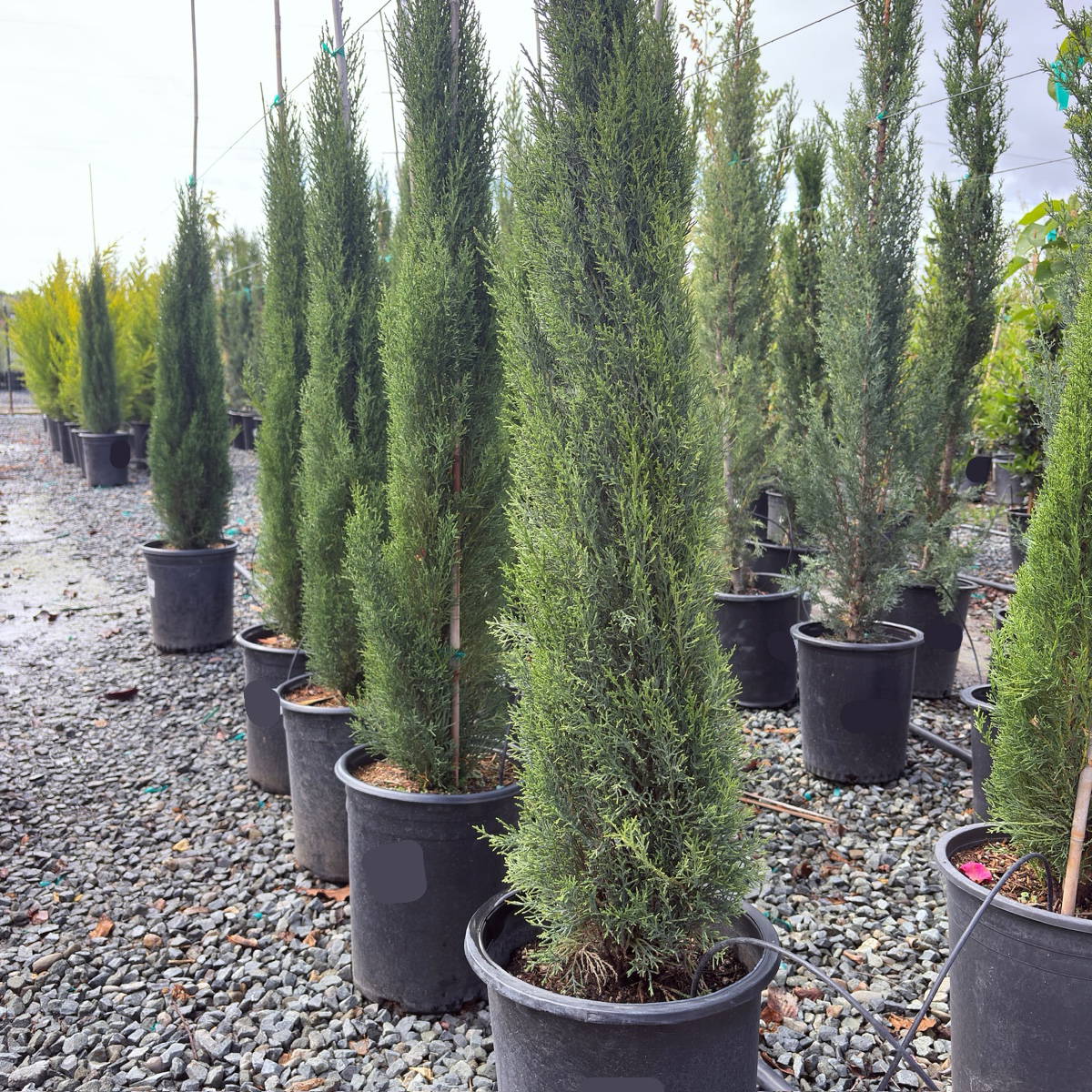 Italian Cypress