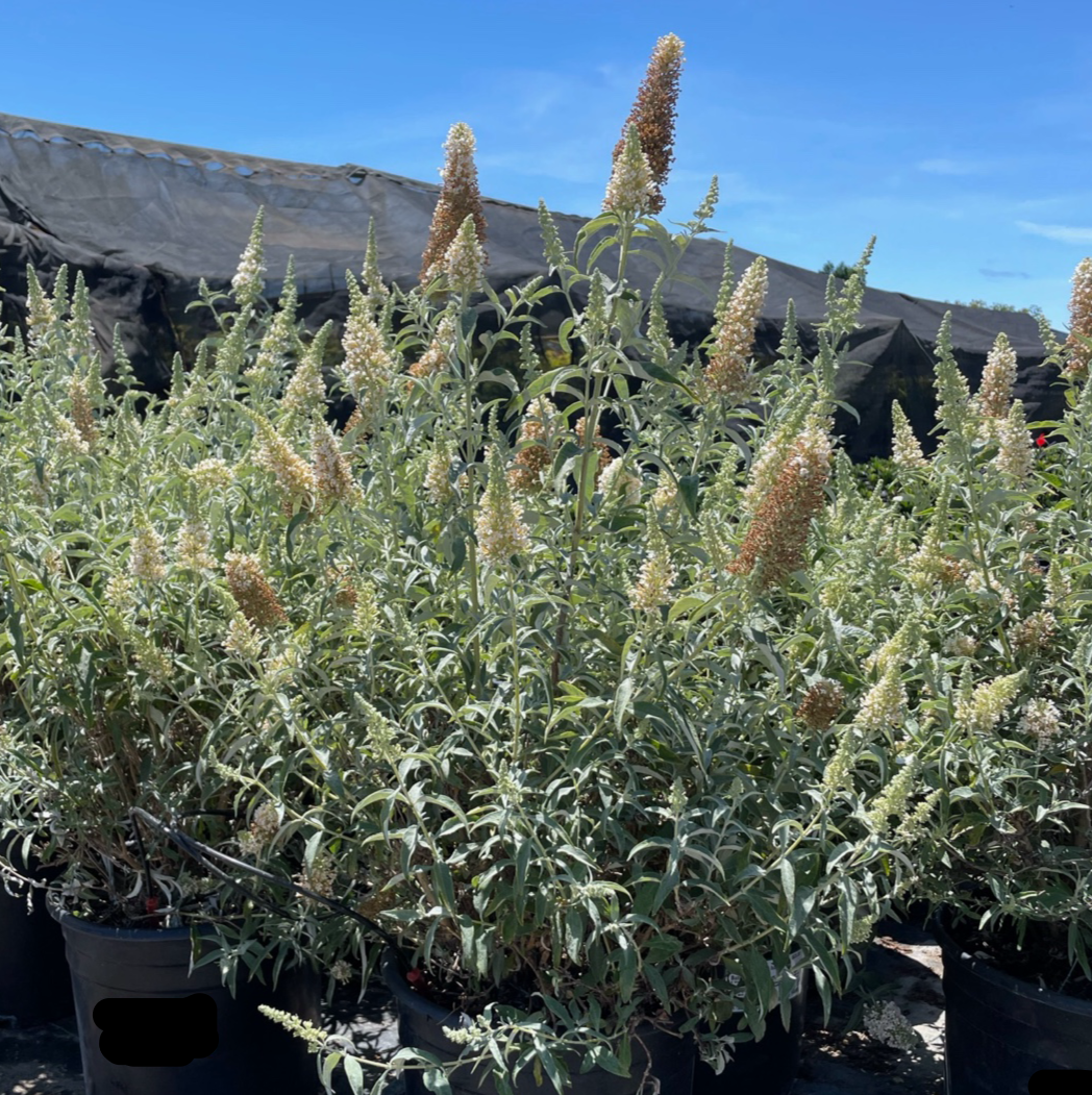 Ivory Butterfly Bush