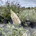 Ivory Butterfly Bush