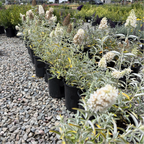 Ivory Butterfly Bush