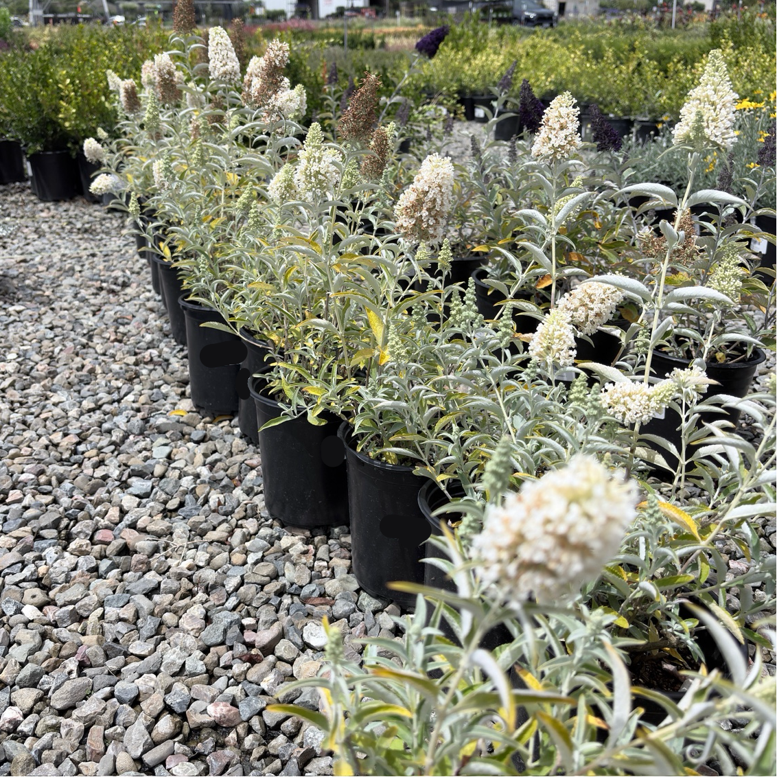 Ivory Butterfly Bush