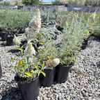 Ivory Butterfly Bush