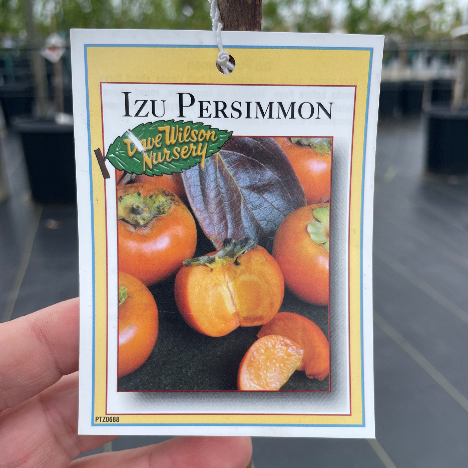 Izu Persimmon