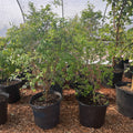 Jaboticaba