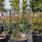 Jaboticaba