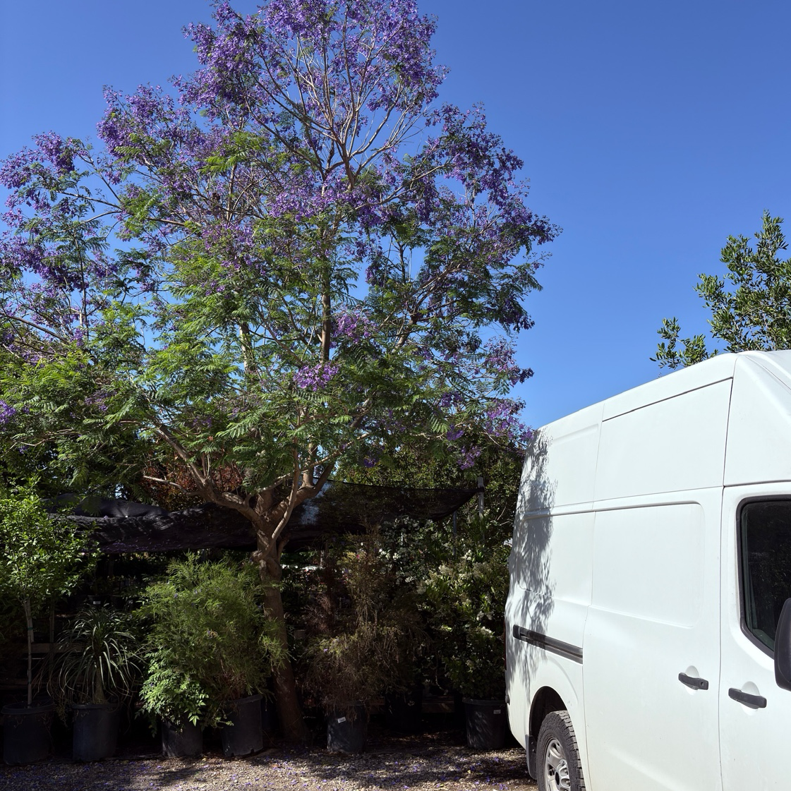 Jacaranda Tree