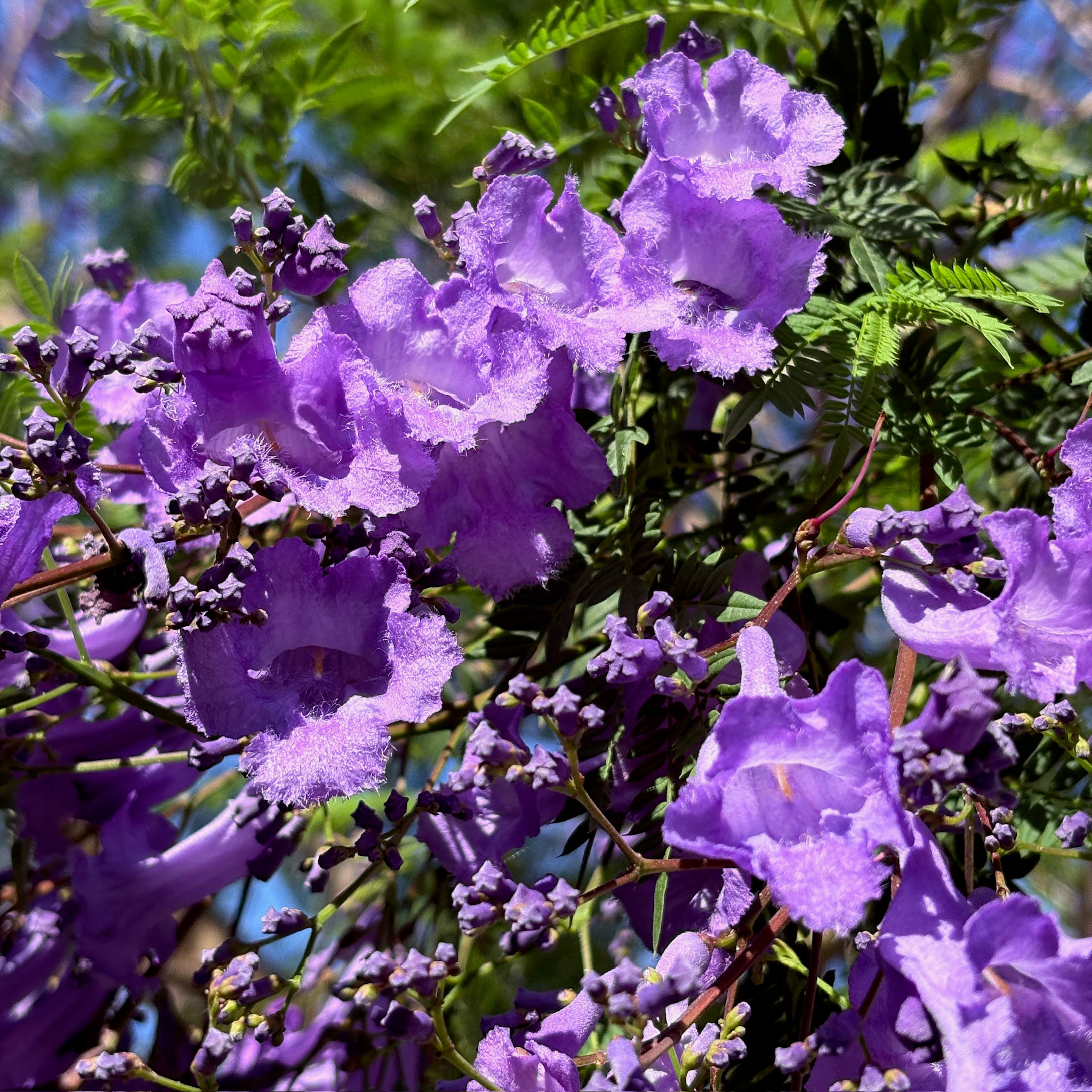 Jacaranda Tree