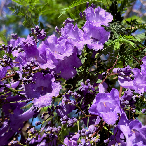 Jacaranda mimosifolia (Black Poui) – Iconic Purple Flowering Tree
