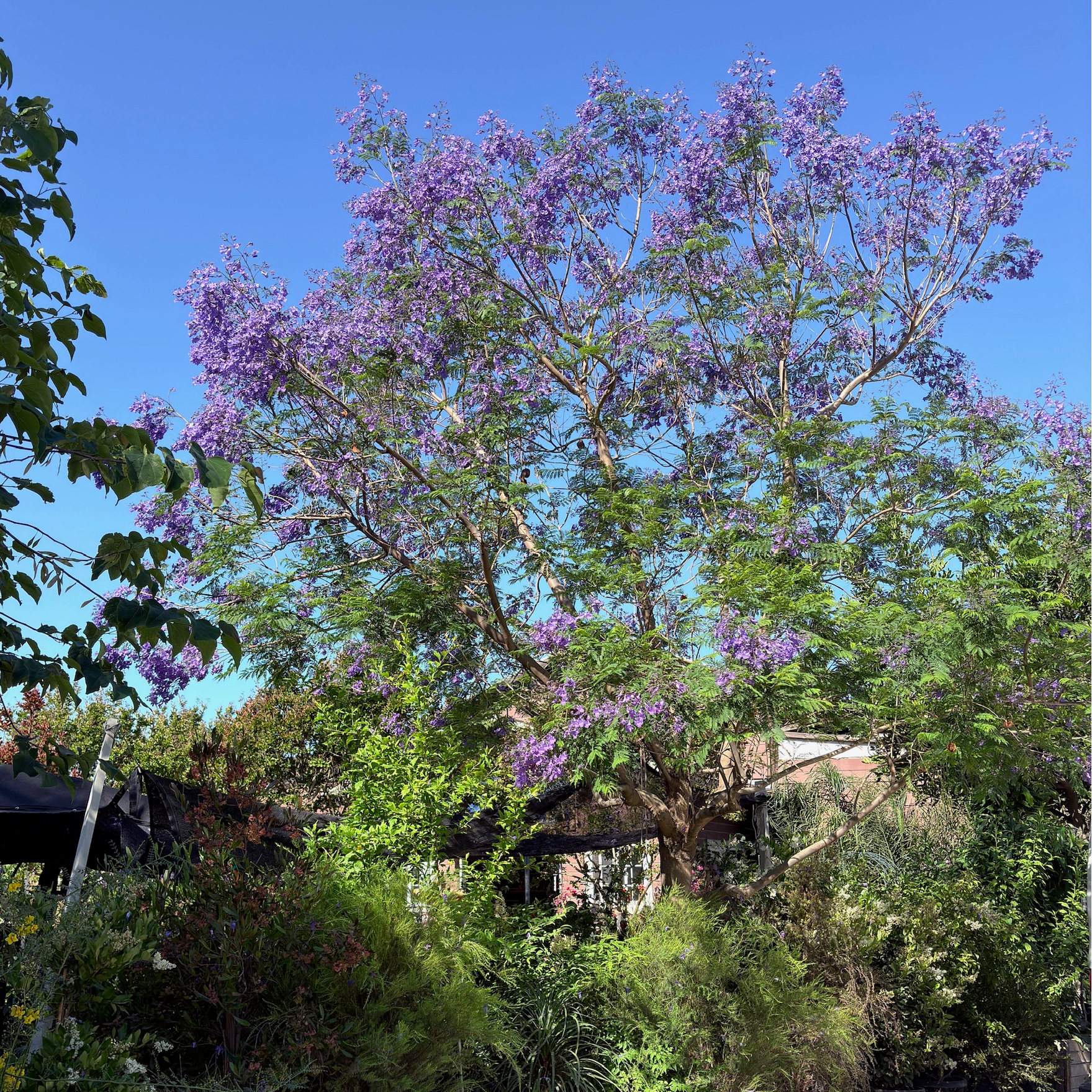 Jacaranda Tree