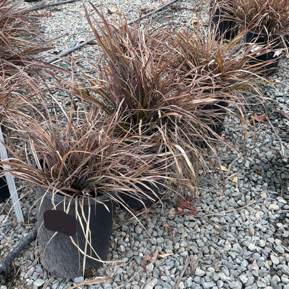 Jack Spratt New Zealand Flax