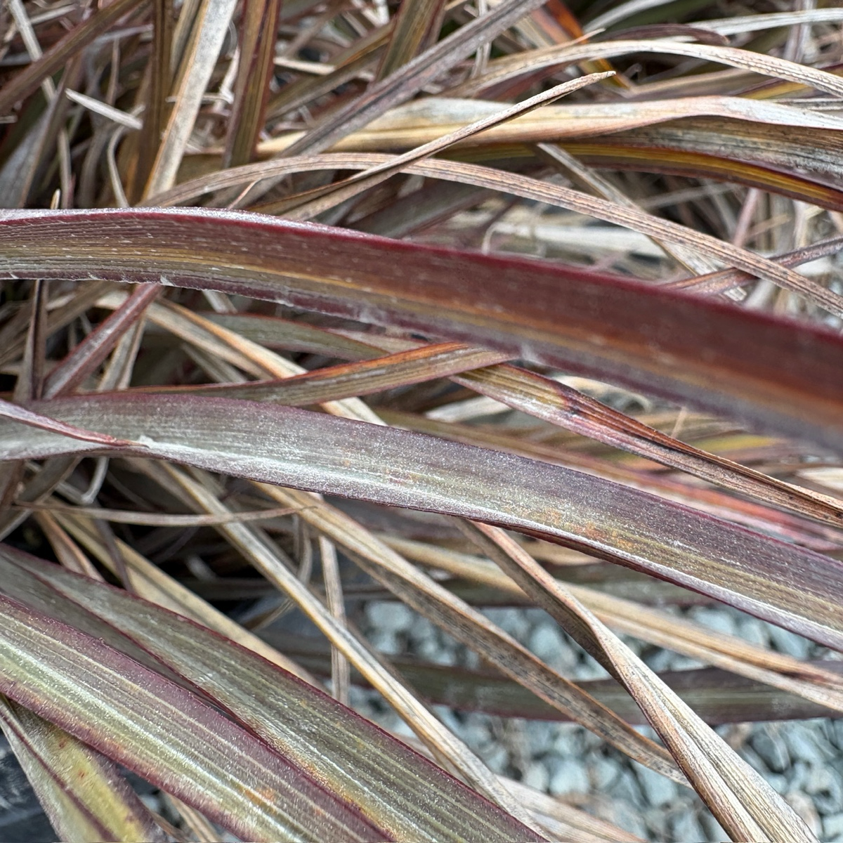 Jack Spratt New Zealand Flax