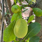 Jackfruit