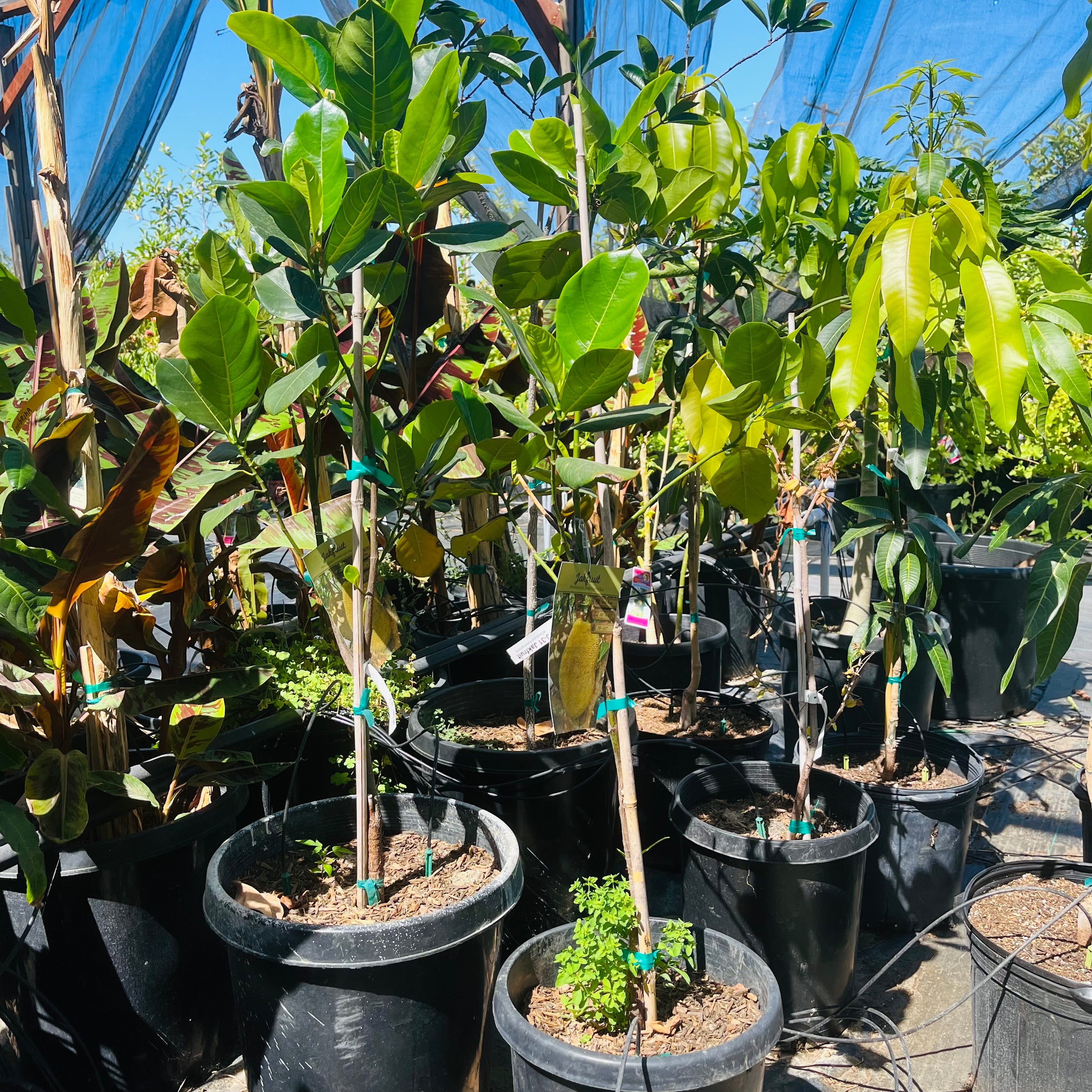 jackfruit tropical fruit trees live plants indoor/outdoor Jackfruit