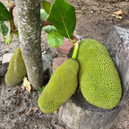 Jackfruit