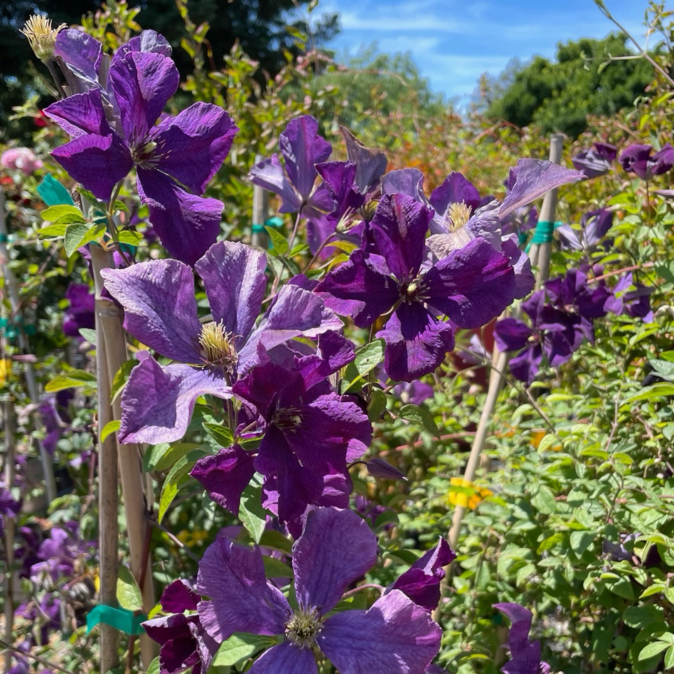 Jackman Clematis Vine – Purple Flowering Climber for Trellis
