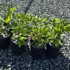 Jacob Helleborus