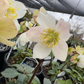 Jacob Helleborus