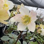 Jacob Helleborus