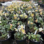 Jacob Helleborus