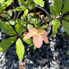 Jacob Helleborus