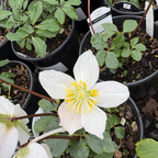 Jacob Helleborus