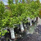 Jade Butterfly Ginkgo