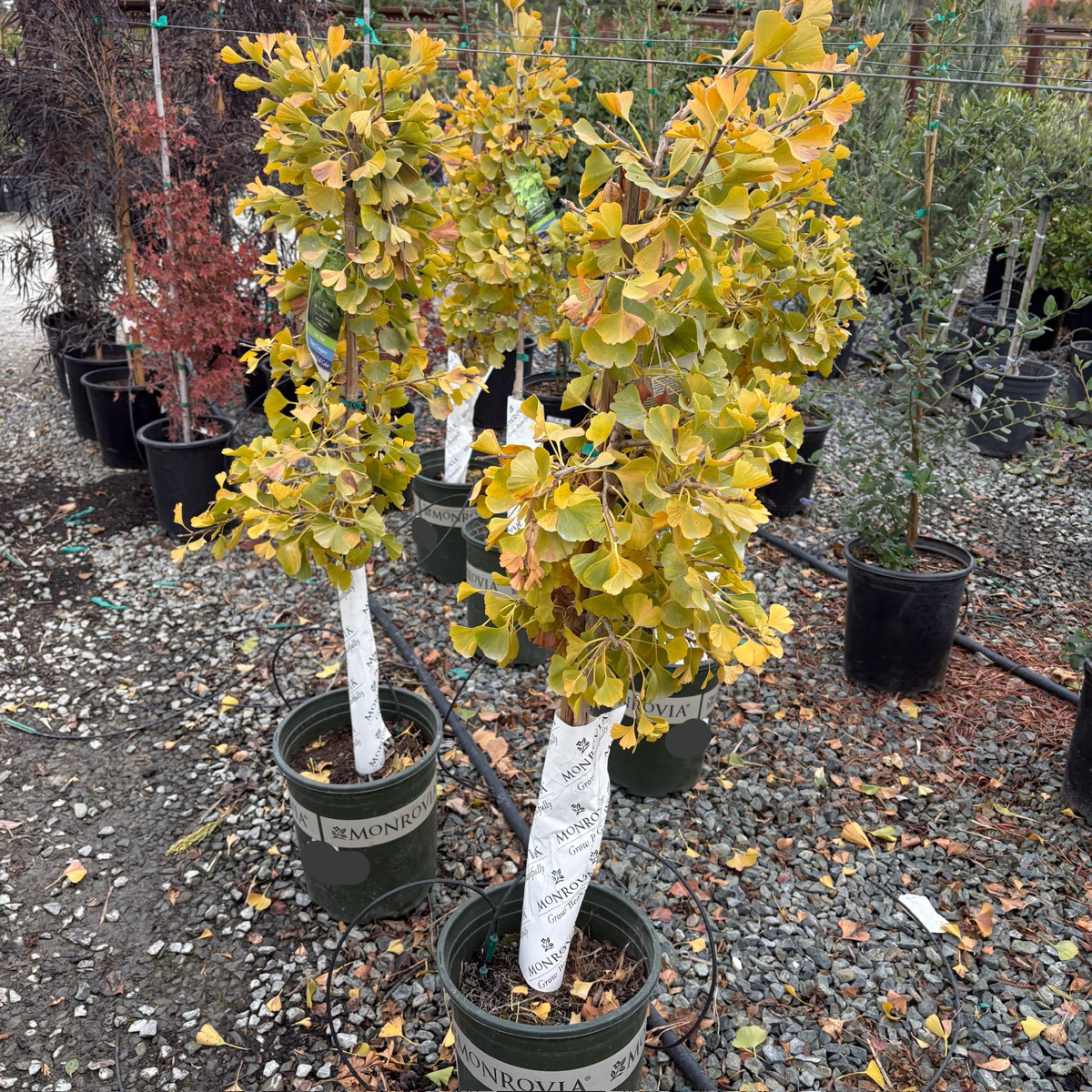 ginkgo indoor plant Jade Butterfly Ginkgo