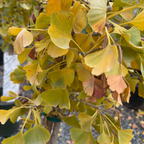Jade Butterfly Maidenharit Tree