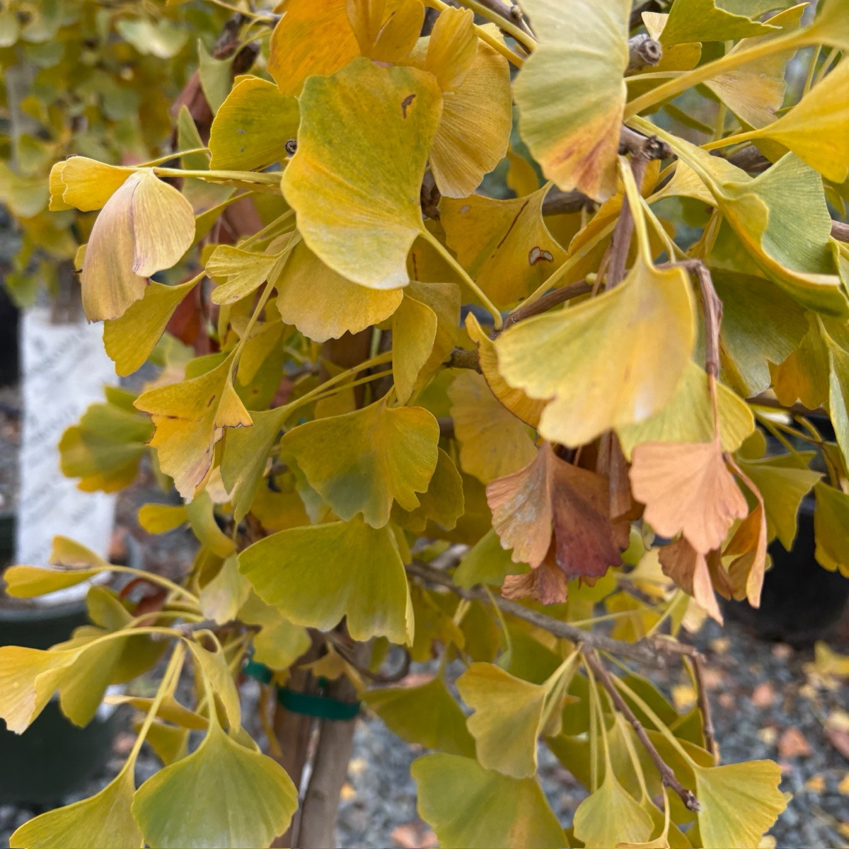 Jade Butterfly Maidenharit Tree