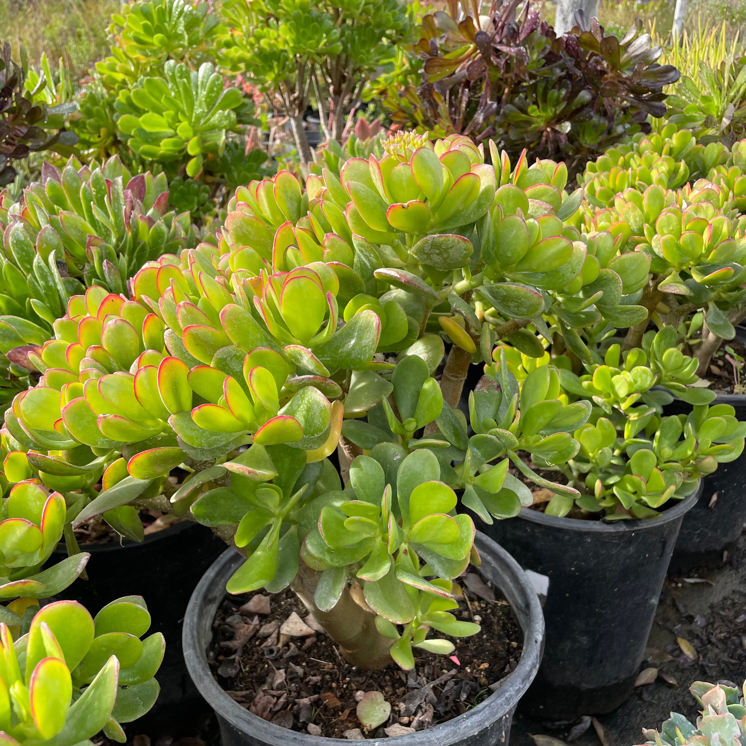 jade plant succulent soil Jade Plant