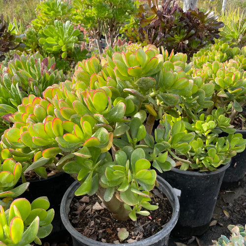 jade succulent for sale Jade Plant