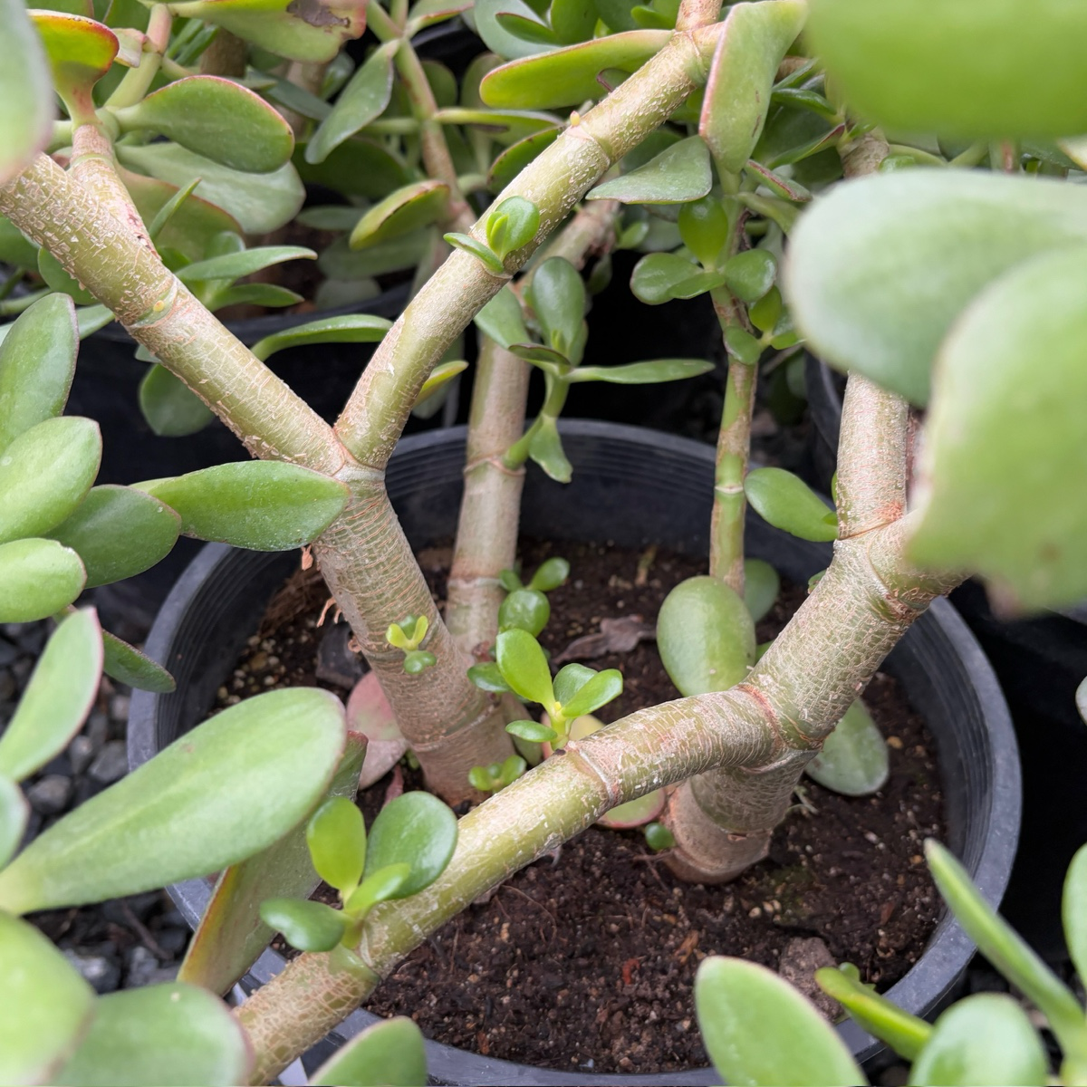 types of jade plant succulent Jade Plant