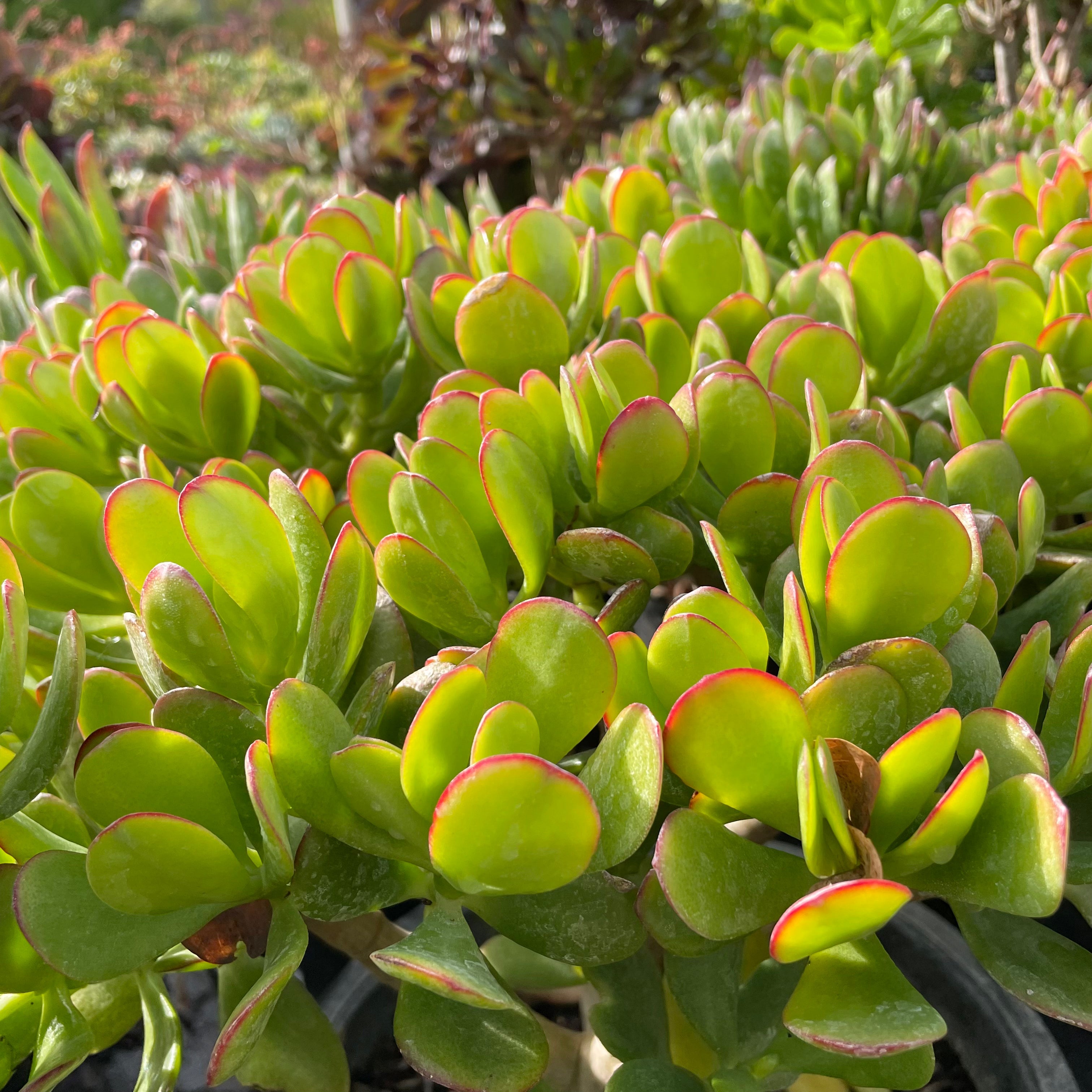 yellow jade succulent Jade Plant